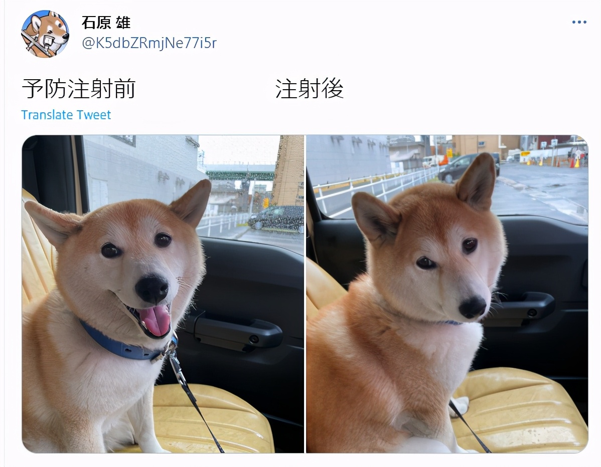 日本这只狗子打完针一秒变脸 看淡了狗生哈哈哈哈 资讯咖
