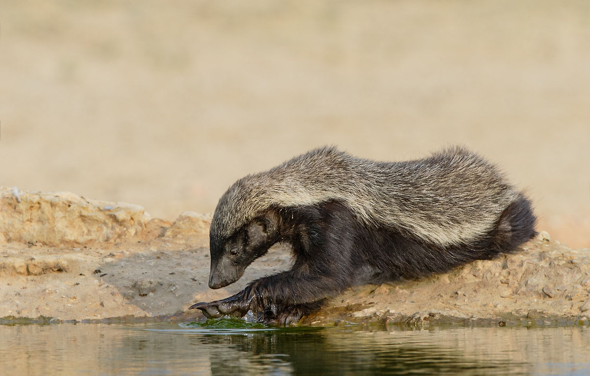 如果把兩隻蜜獾，放到大連蛇島上，多久能把島上2萬多條蛇吃完？