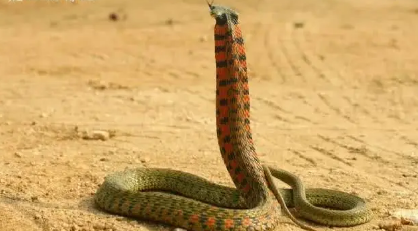 传说中的“鸡冠蛇”，实力高深莫测，其实它的原型是“野鸡脖子”