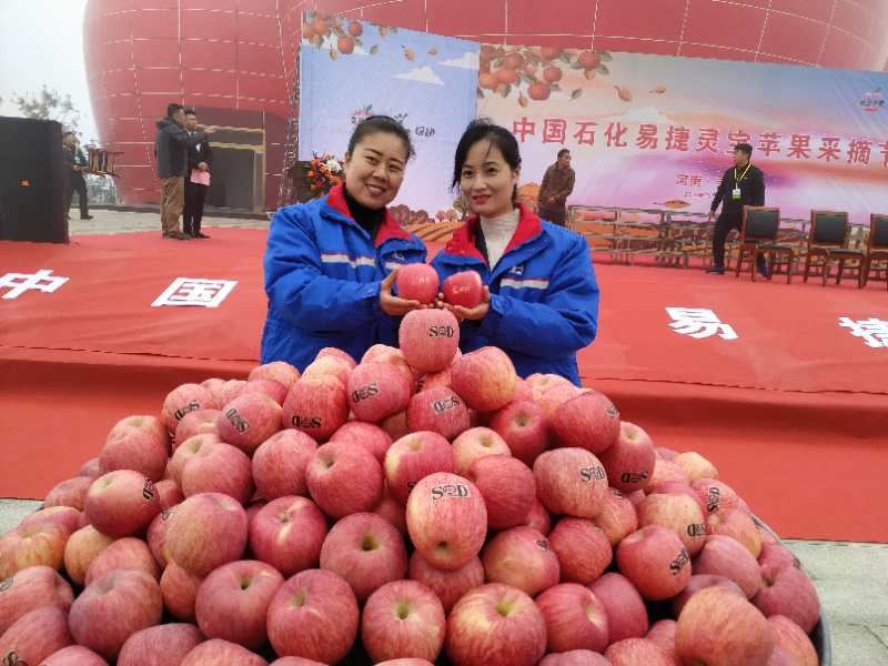 中国石化易捷灵宝苹果采摘节在河南灵宝举办