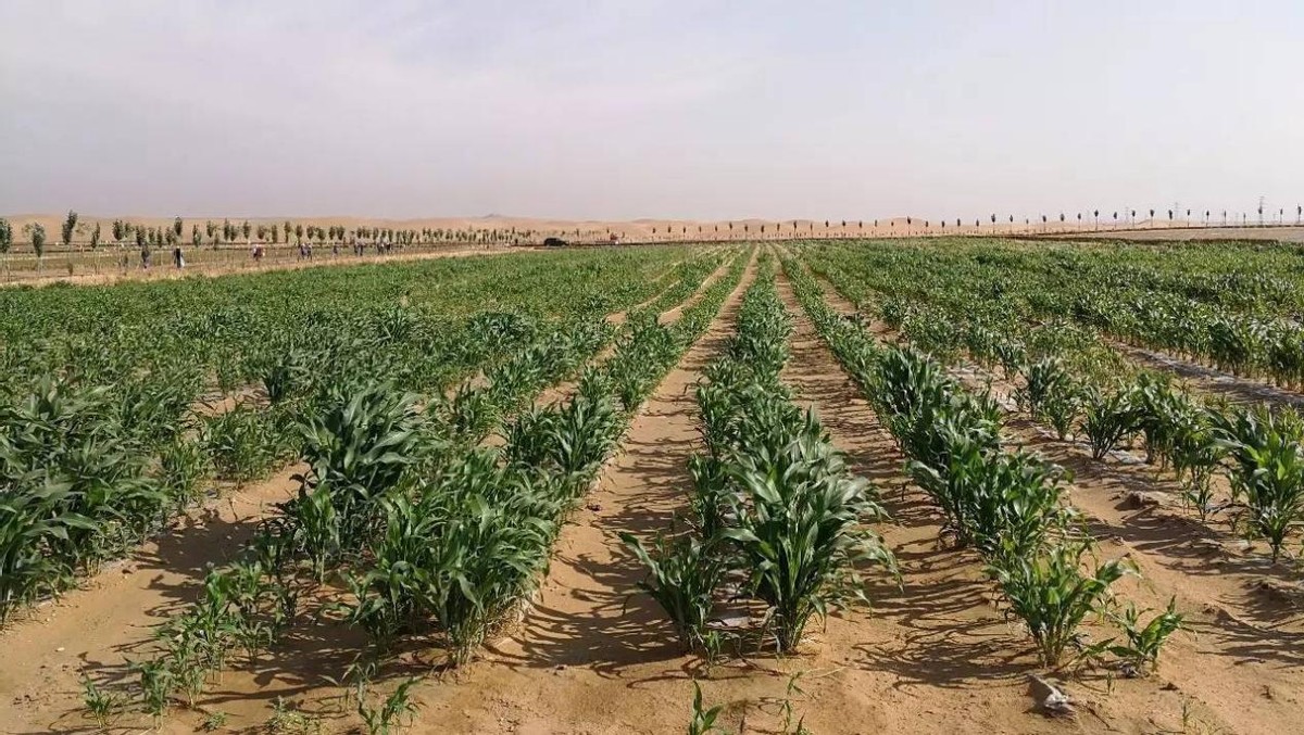 You can grow food in the desert!China's original black technology