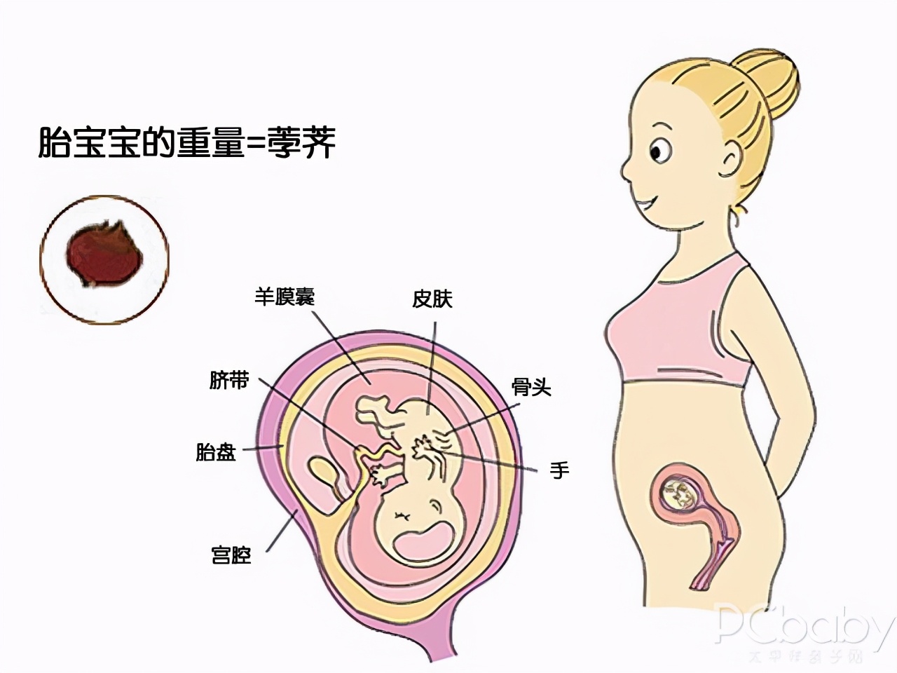 懷孕1-10個月胎兒生長發育指標(附圖乾貨) - 頭條匯
