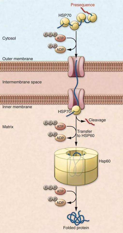 "Nobel Prize Worth" series The birth of molecular chaperones of