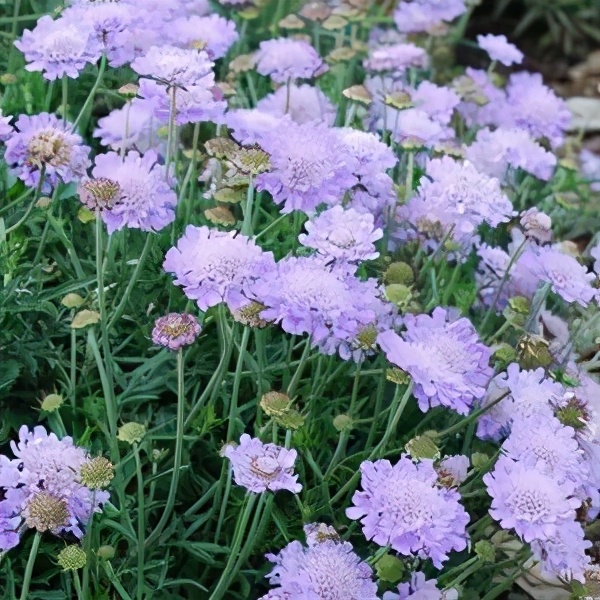 如沐自然的三季花境营造