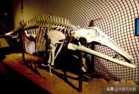 解读现代坠龙事件，真龙究竟是虚幻还是真有其事?