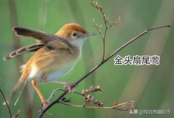 鸟叫声大全试听mp3中国最小鸟类49种您认识几种