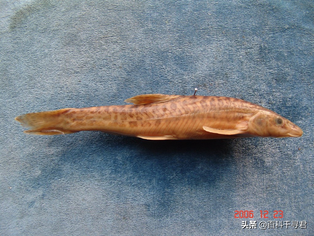 青海湖裡只有一種魚類嗎 當然不是 除了湟魚之外還有這些 百科千尋君 Mdeditor