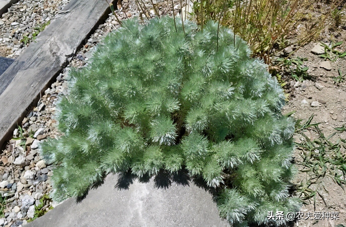 不管窮富 都要養一盆 朝霧草 全株銀白香味濃郁 好養又好看 資訊咖