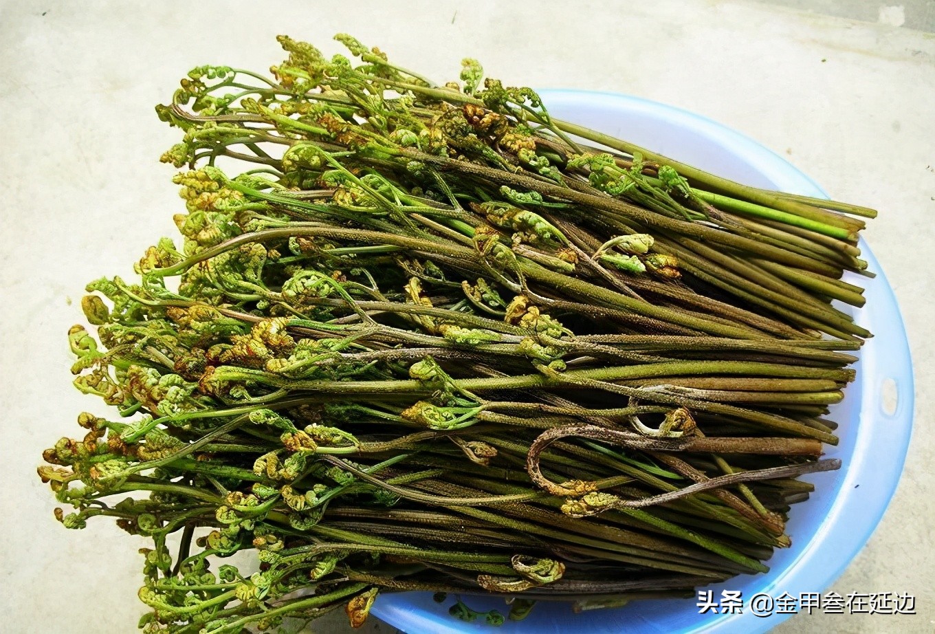 盘点东北人挚爱的野菜！不知道你吃过几种？现在买真不便宜…