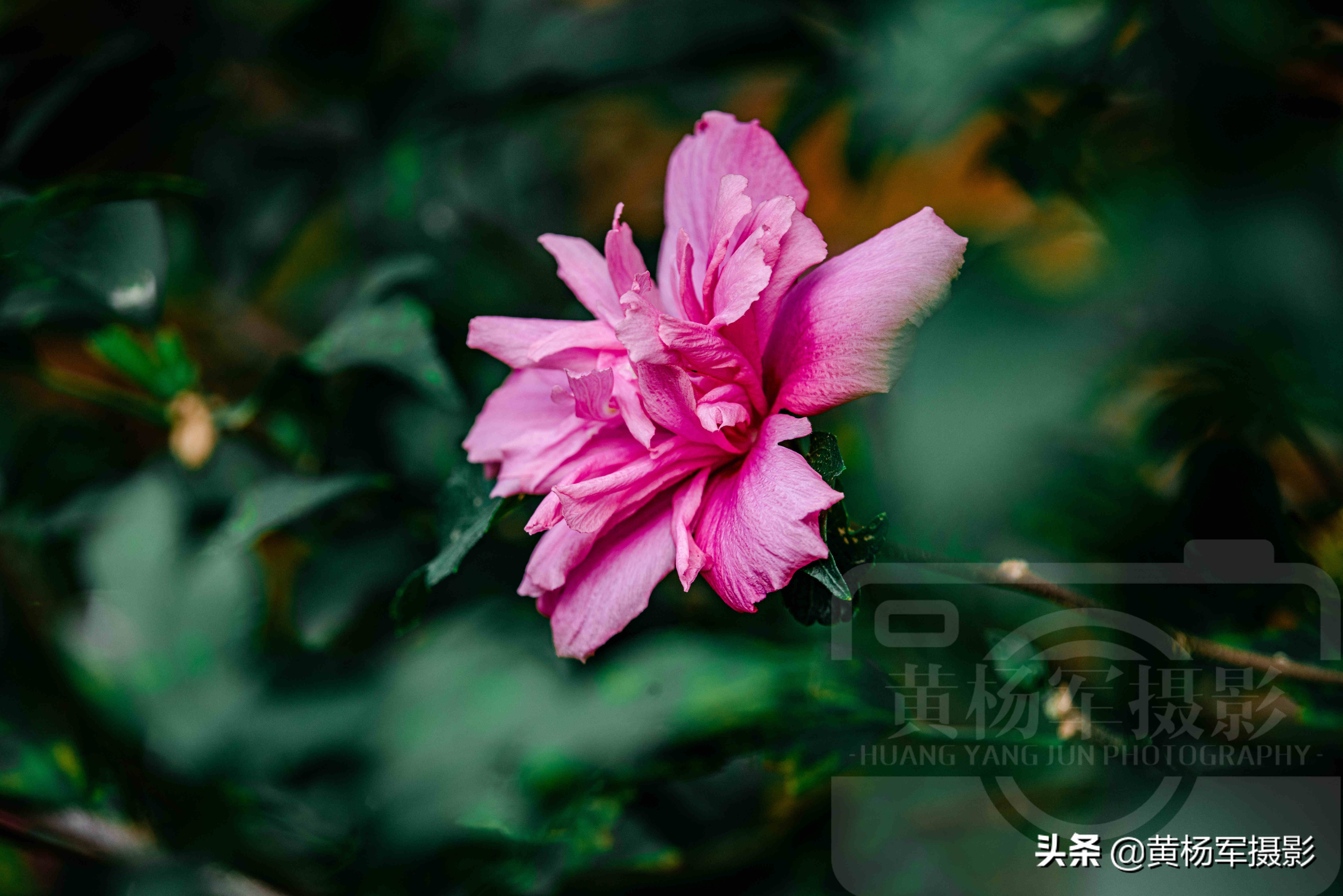 夏日絢爛綻放的木槿花 朝開暮落 豔麗多姿的綠葉紅花非常漂亮 黃楊軍攝影 Mdeditor