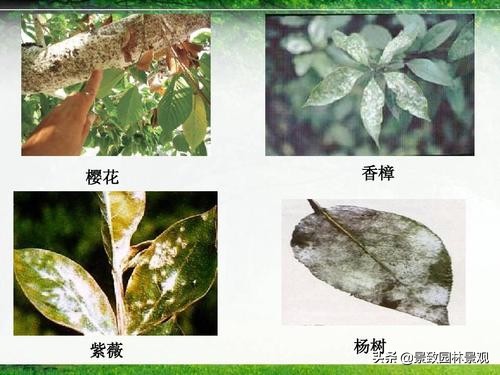 园林植物常见病虫害汇总（收藏篇），或许对你有用！持续更新-第4张图片-农百科