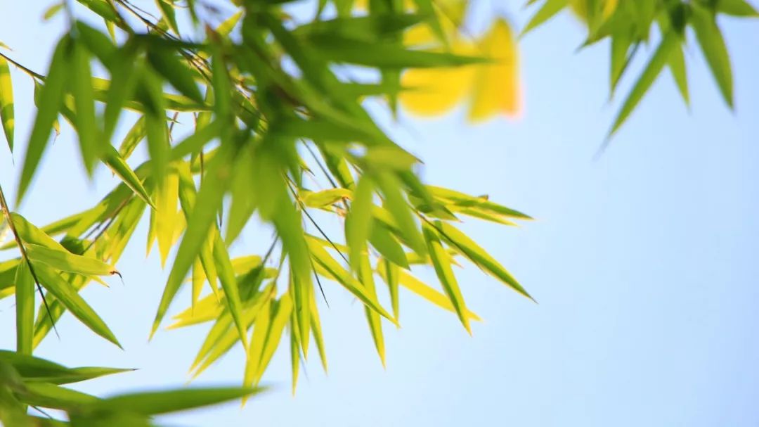 “竹”诗词：一竿修竹，数点芭蕉，伴你良宵-第4张图片-非凡网