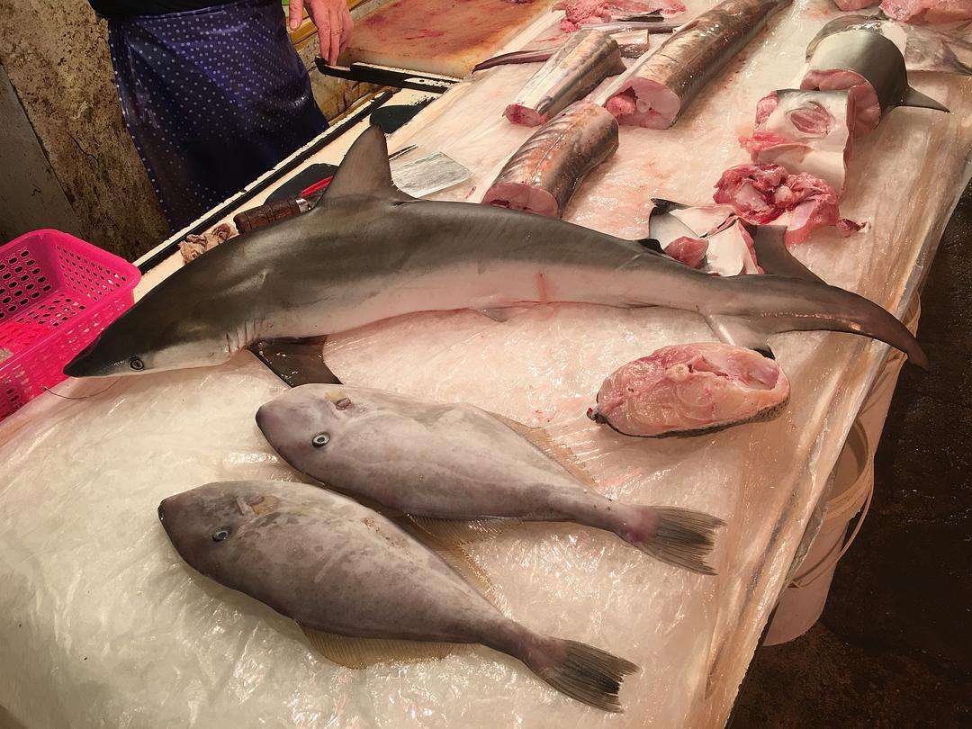 為什么人類不吃鯊魚肉，但卻把魚翅奉為上品？