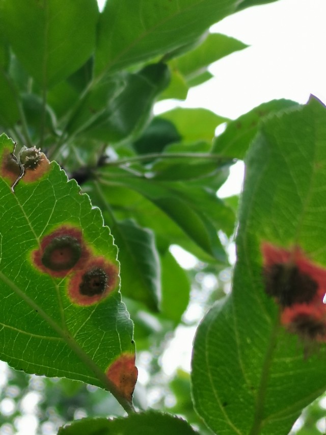 如何用园林栽培技术防治园林植物病虫害-第9张图片-农百科