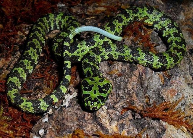 我国特有的世界上最大毒蛇,仅分布在湖南,被誉为"蛇中熊猫"