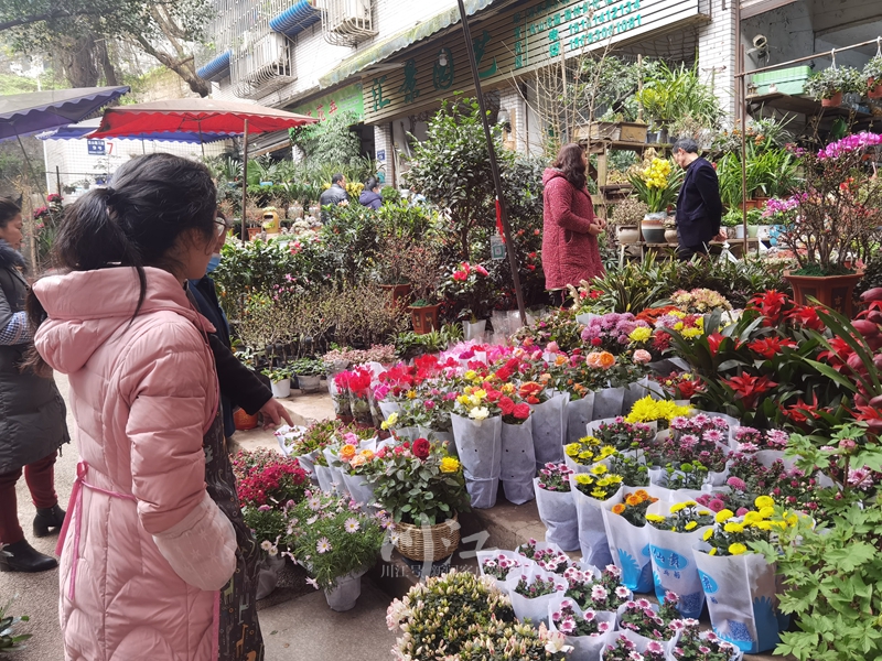 泸州春节花市不打烊！这里的10万盆鲜花不到一周售完