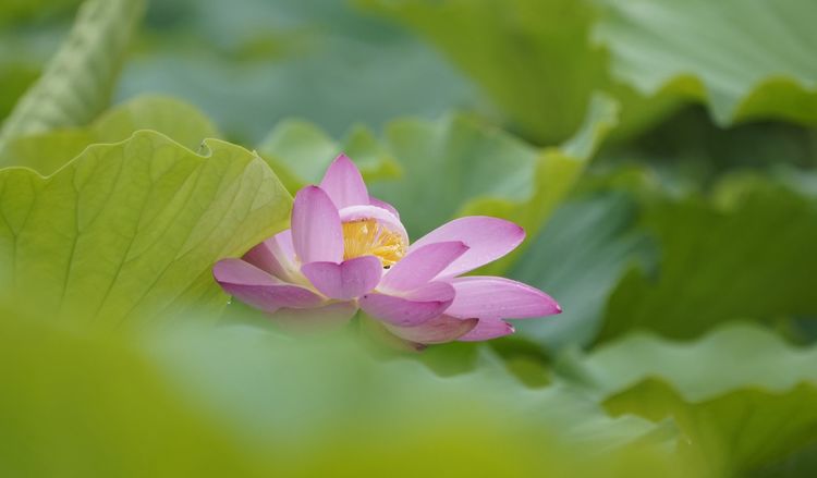 听荷莲花池，觉着有一种别样的诗意 文/李武兵 摄影/王名才