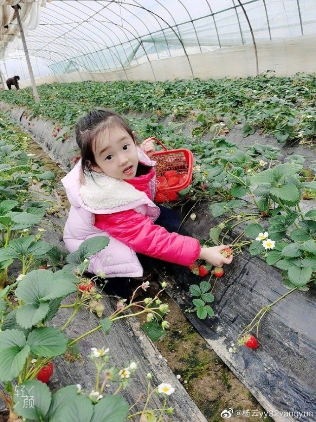 楊威老婆帶仨孩子採摘，樂樂變大力士拎兩筐草莓，高姐姐歡歡半頭