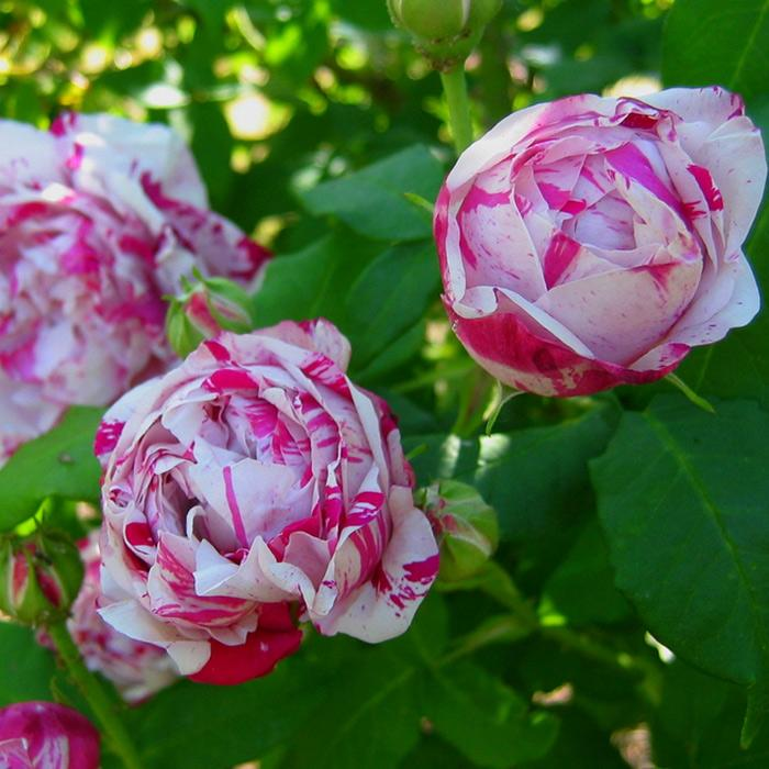these-beautiful-flowers-have-a-lai-name-they-bloom-picturesquely