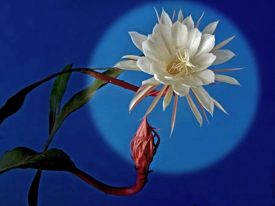 带你深入了解 怎么伺候好月下美人 昙花 花痴说花 Mdeditor