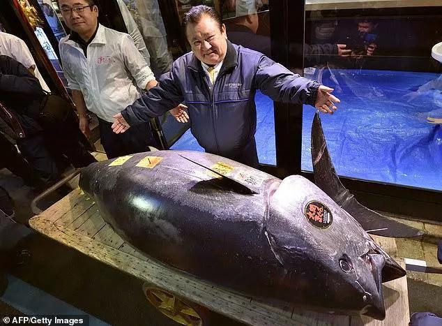 一条700斤的鱼10万元，卖家却哭晕在厕所，蓝鳍金枪鱼为啥这么贵