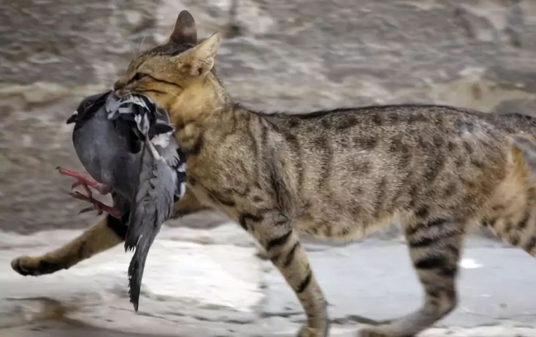 澳大利亚的野猫之患：每天吃掉100万只飞鸟，养猫人竟成绊脚石