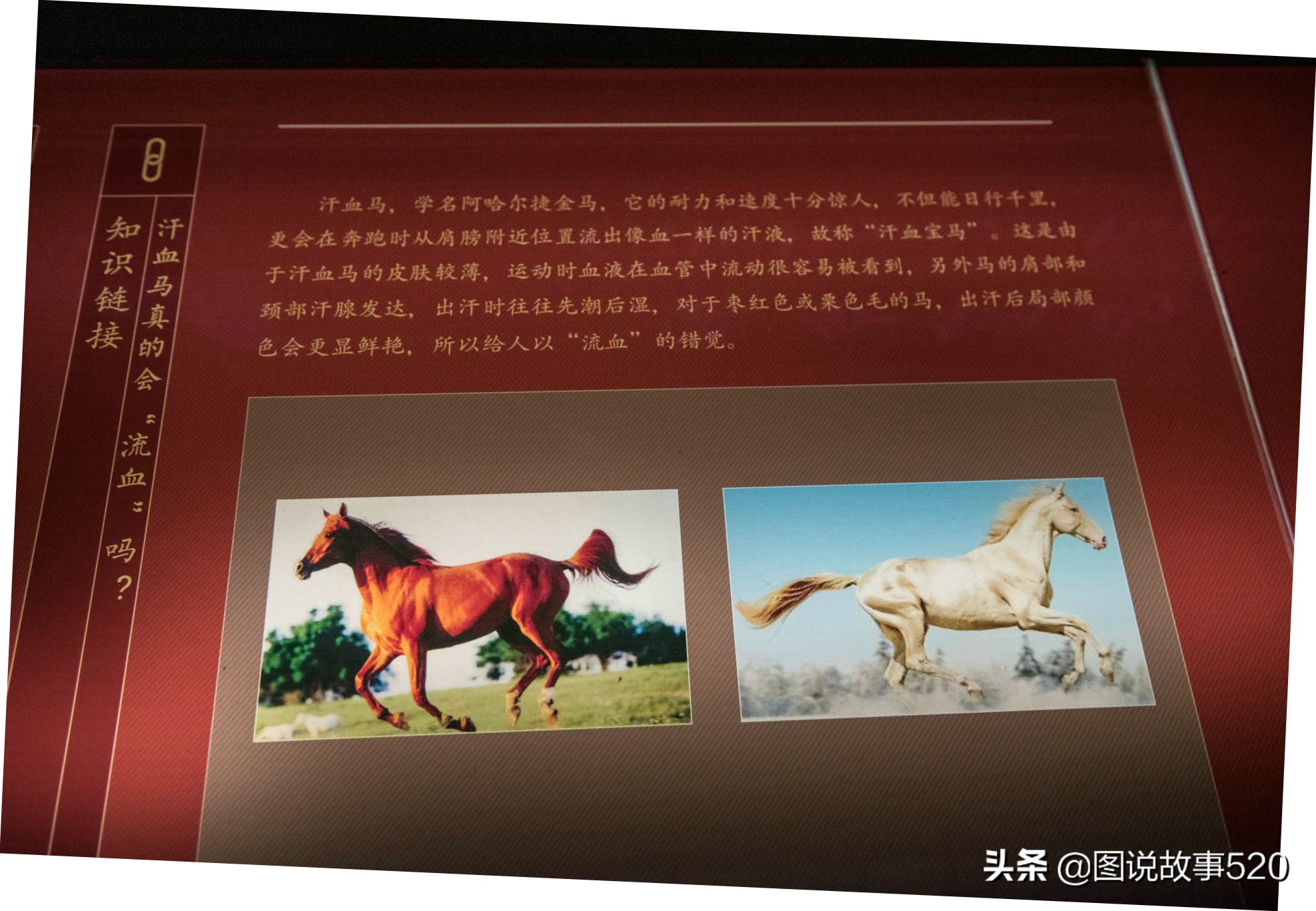 汗血寶馬多少錢一匹,純種汗血寶馬多少錢一匹
