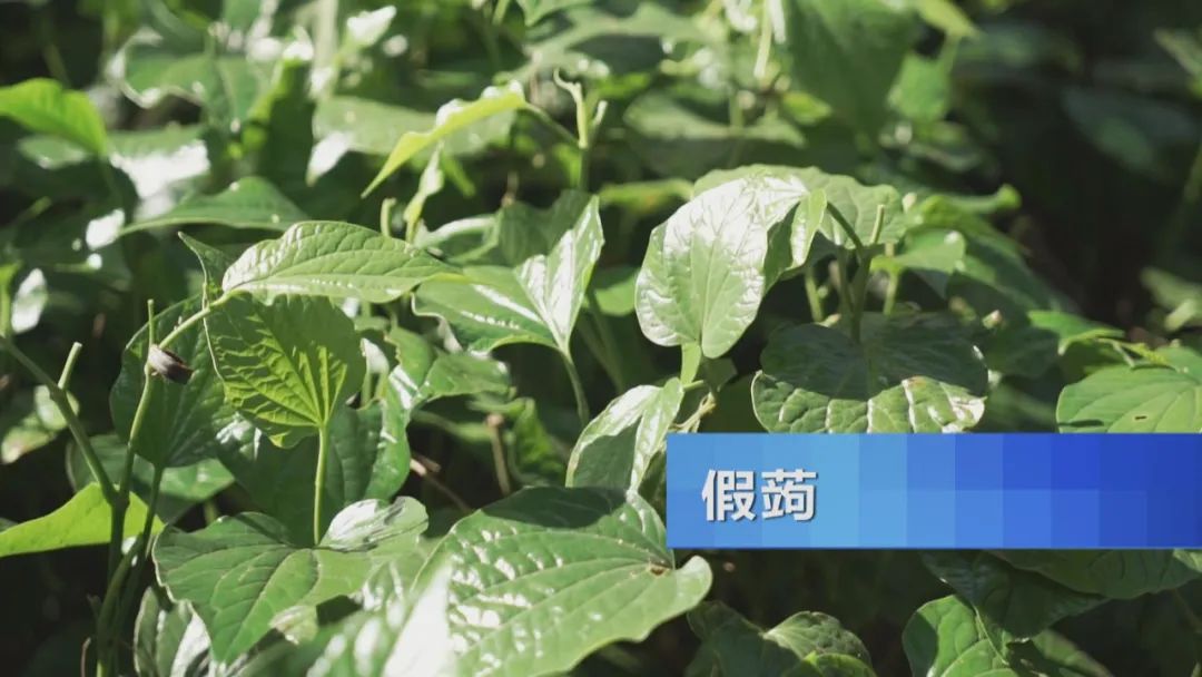 端午佳节粽飘香！来湖南、广东，品粽子，感受