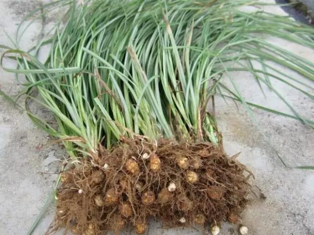 油莎豆大数据亩均收益近700有望战略性替代大豆