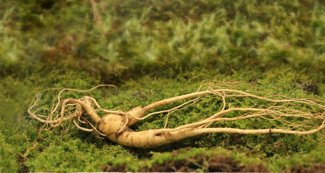 睡覺起來，嘴巴又苦又臭，堅持刷牙也一樣？ 或許是肝火旺盛所致