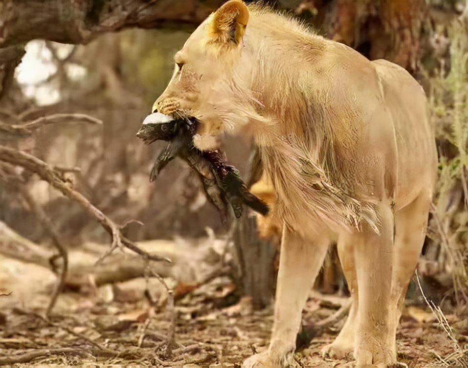 This animal has no natural enemies, and the lion is unwilling to mess