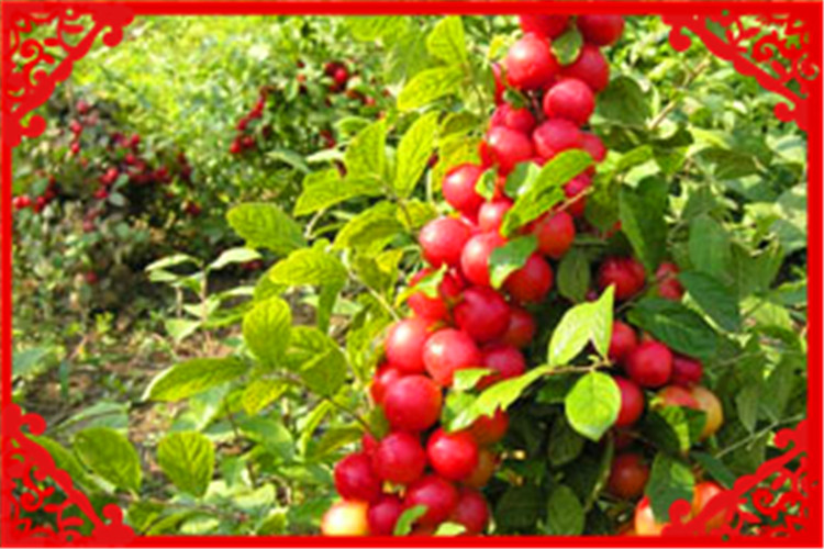 农村种植业，这几个项目前景好、收益高，值得