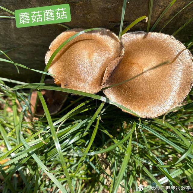 张子萱带俩女儿踏青，肉感妹妹腿胖乎乎可爱，安安草地抓虫开心