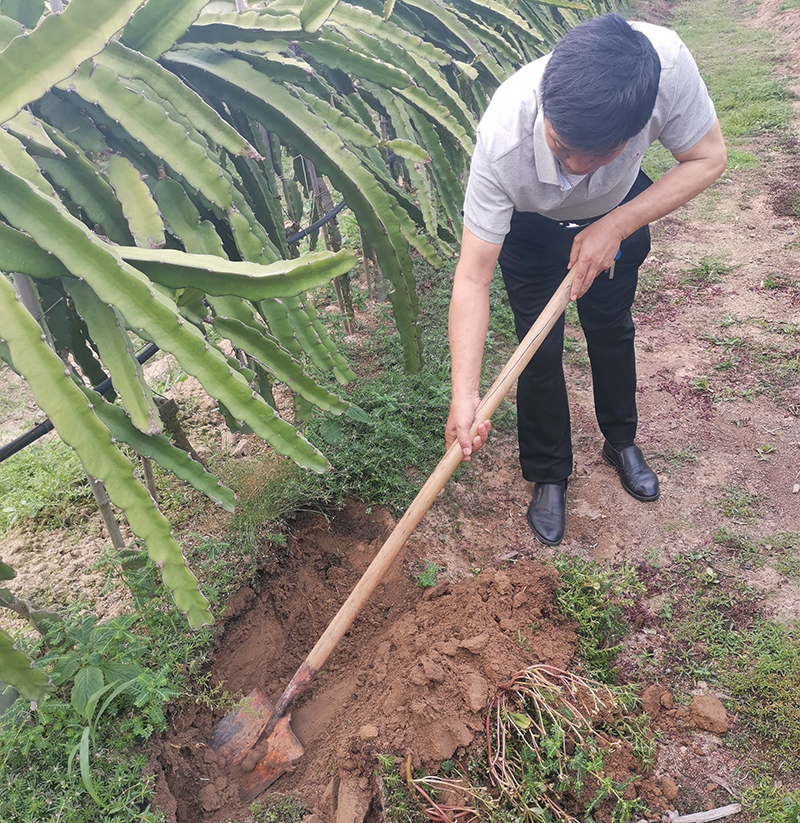 专家组一行赴海南，就经济作物应用松土促根土壤改良技术进行调查