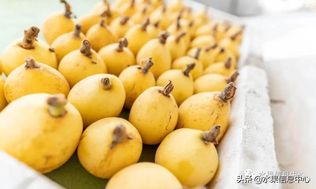 中國(guó)到底哪里的枇杷最好吃?