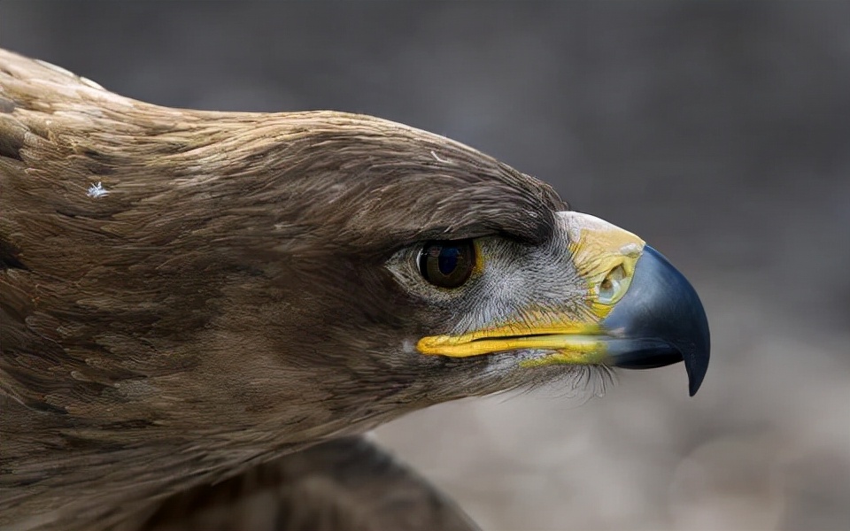 Many friends are stupid and confused about eagles, eagles and falcons