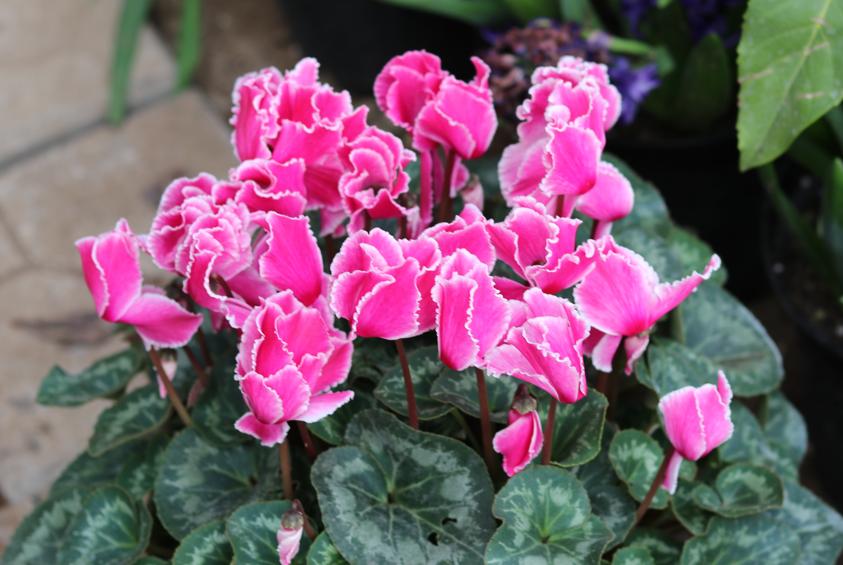 What kind of flowers are good for winter?As long as there is heating in