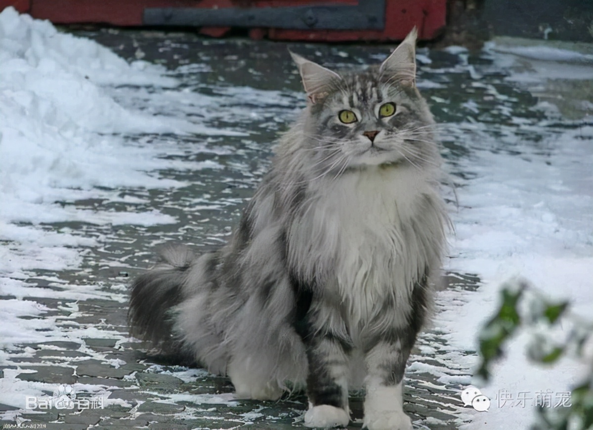 猫咪品种介绍大全！我们应该怎么选择适合自己的猫咪？