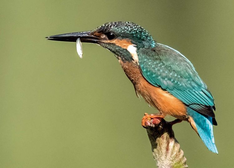 翠鳥捕魚，舌尖上的美食