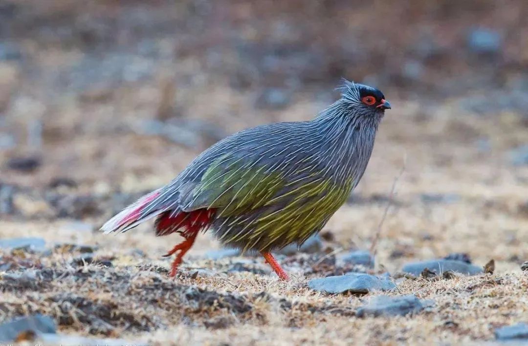 高速15分钟直达，这座城市比成都更安逸，却有