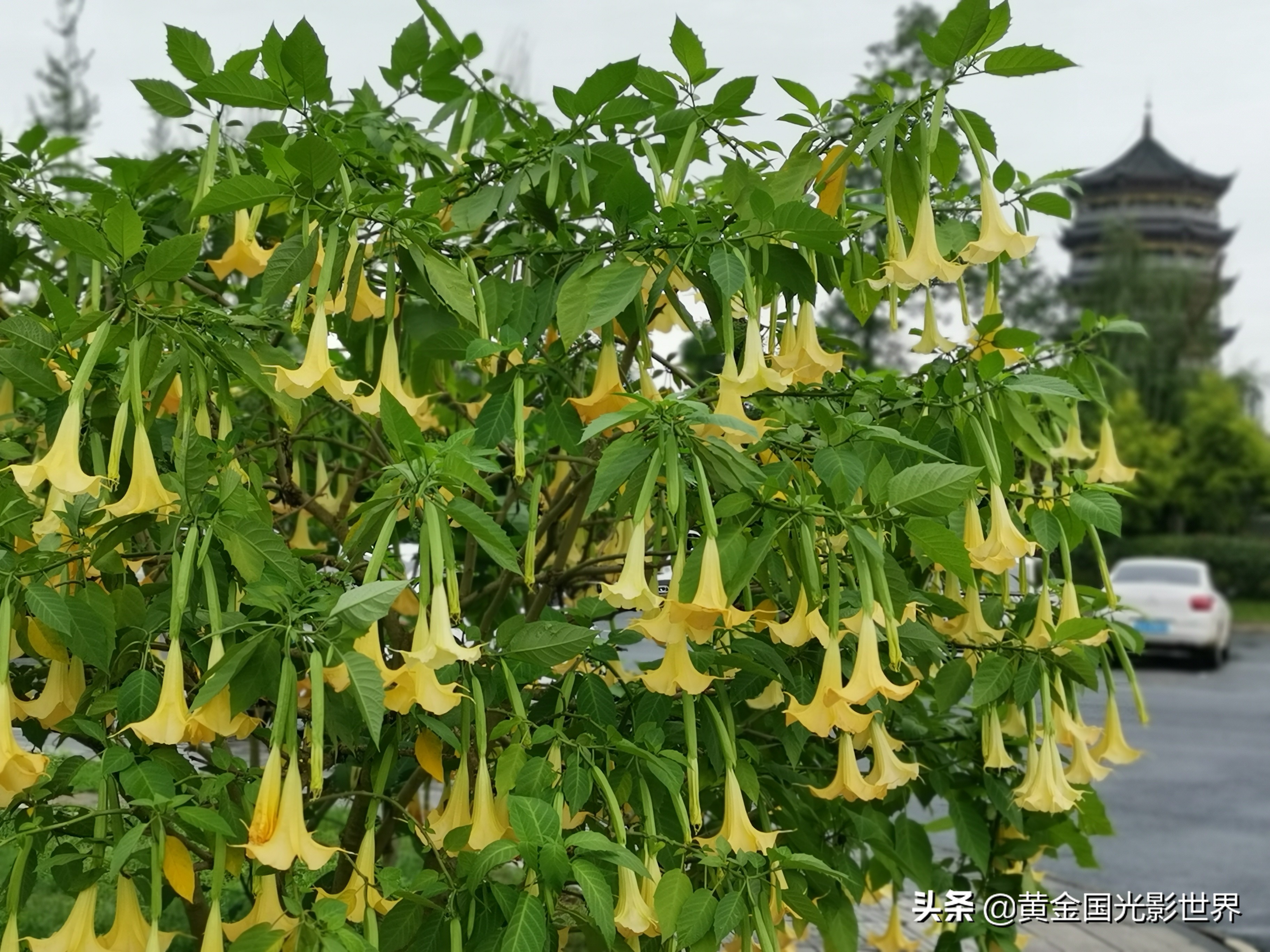 紫色曼陀罗花代表的花语是什么 - 井贤栋个人博客