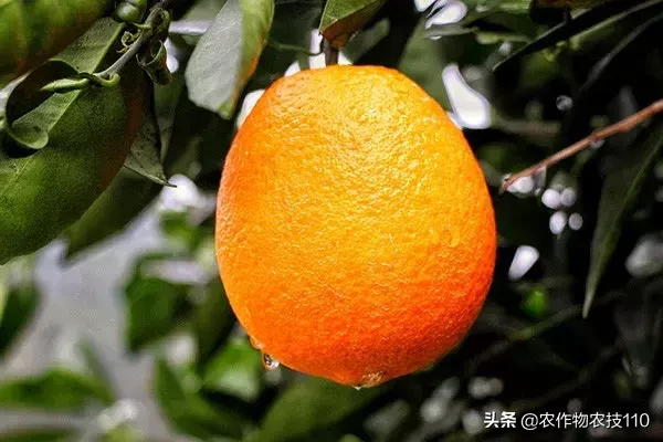 吃了一辈子橘子，你知道世界上到底有多少种柑橘类水果吗？