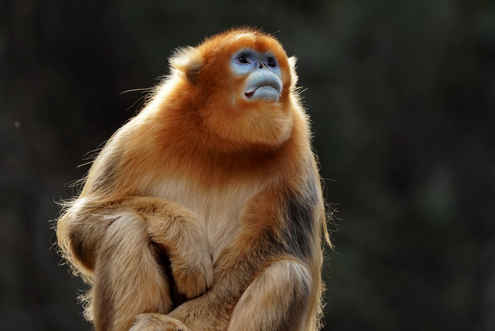 秦岭金丝猴:最美丽的猴子,团队有家庭没有猴王,雄猴时刻准备着