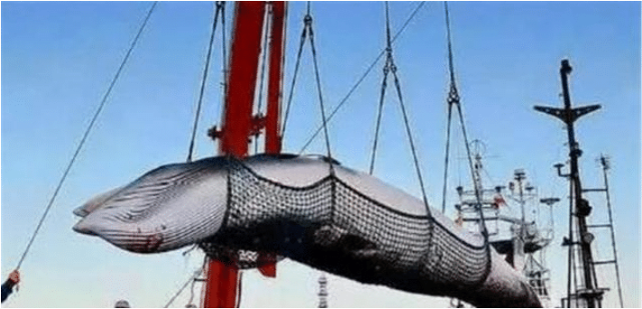 日本为啥坚持捕杀鲸鱼？不是为了吃，真正意图值得全世界注意