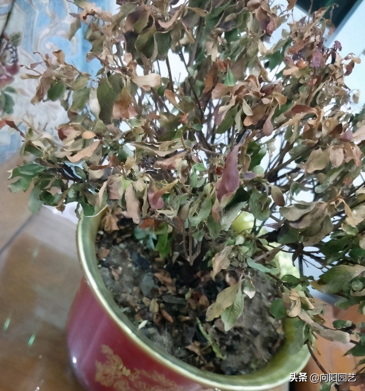 How to acidify the soil? Water the flowers with vinegar and water