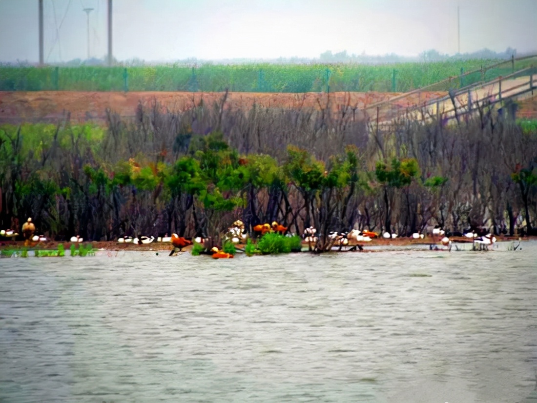 山东旅游：探寻黄河流入大海记（图）