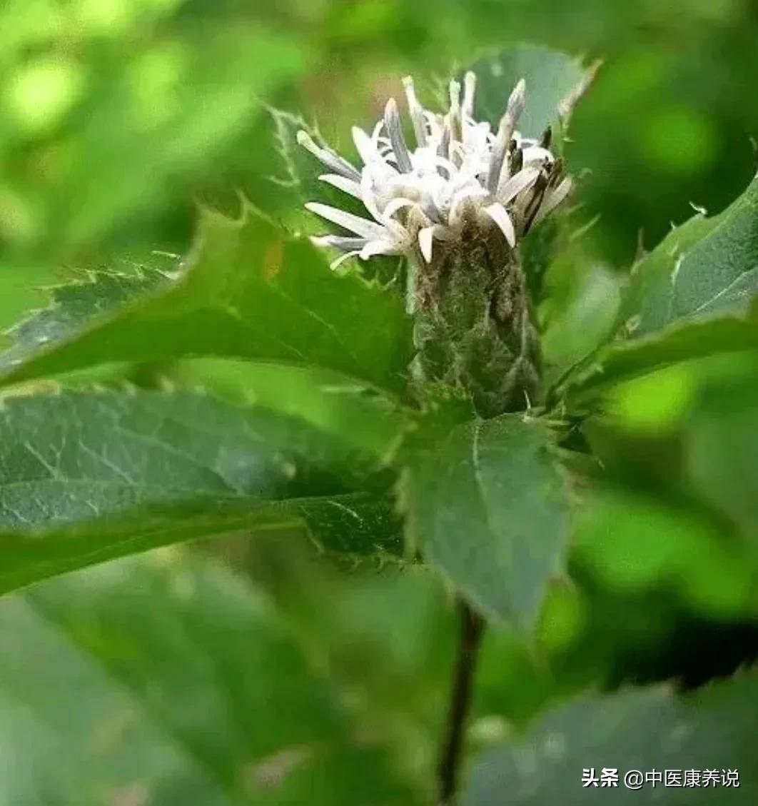 #药食同源篇# 第九课  “美颜之星”白术
