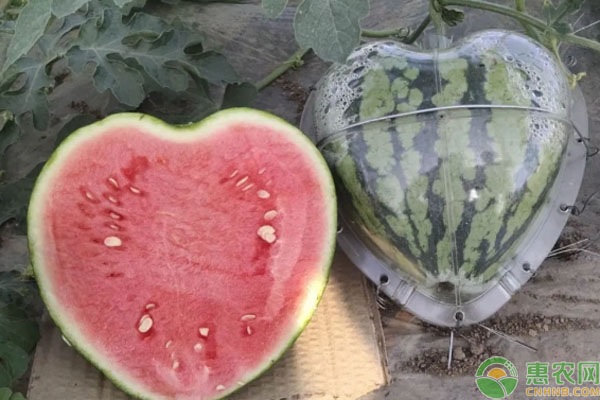 心形西瓜是怎么种出来的？心形西瓜的种植前景