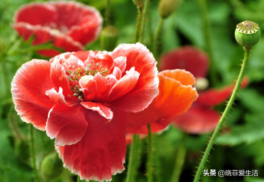 漂亮的有毒花 認識種 大毒花 遠離危險 曉菲愛生活 Mdeditor