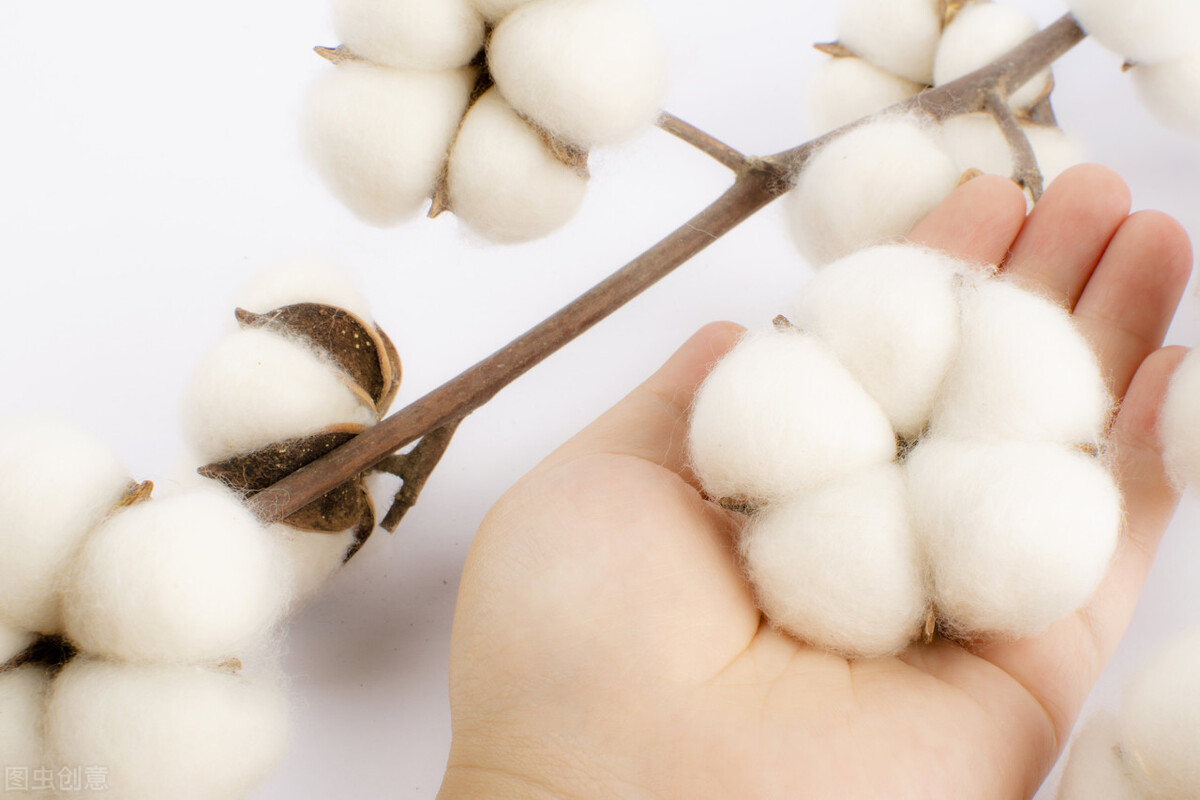 Close, xinjiang cotton (about Xinjiang cotton, you need to know)